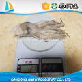 Tentáculo congelado del loligo chinensis del tentáculo del calamar, tentáculo y cabeza del calamar de illex tentacle.frozen para la venta